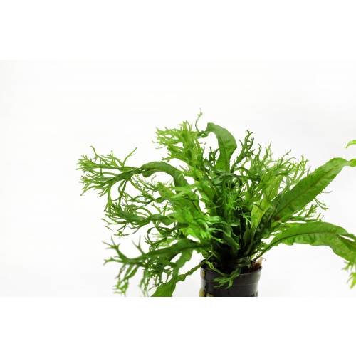 Microsorium Windelov D