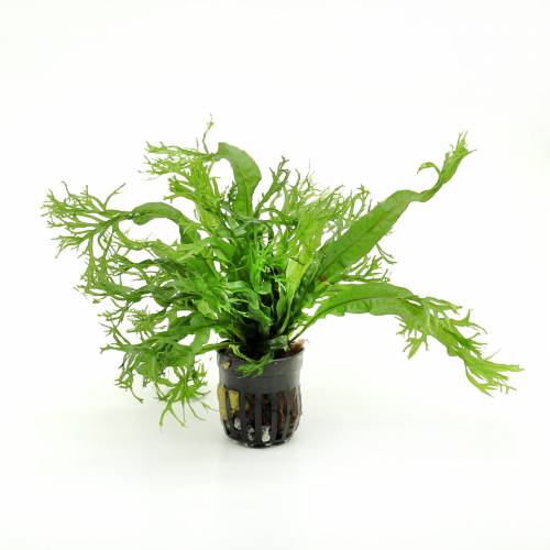 Microsorium Windelov D