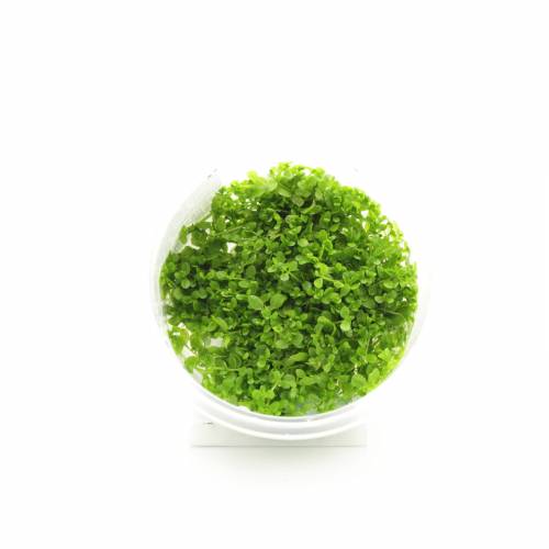 Hemianthus cuba INVs