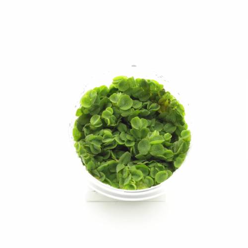 Salwinia Natans akwariowa - Pływająca op.100 ml