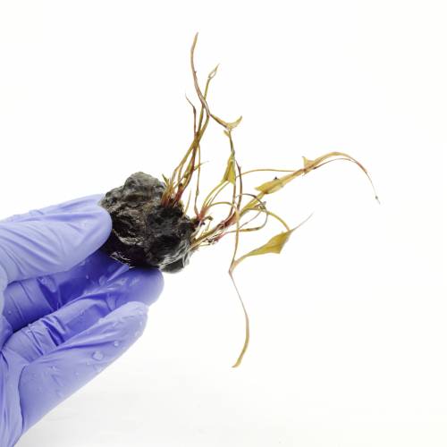 Lotos czerwony (Nymphaea sp. Red)