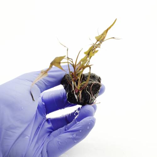 Lotos czerwony (Nymphaea sp. Red)