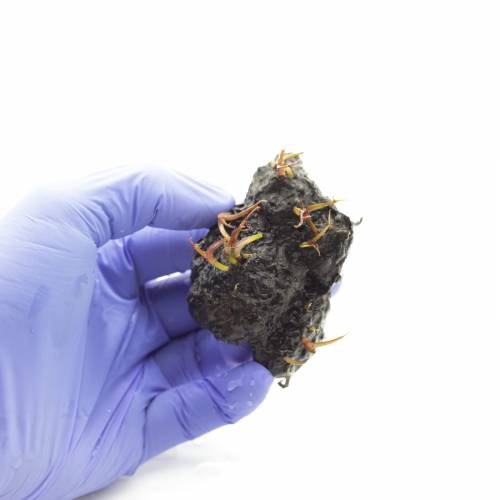 Lotos czerwony (Nymphaea sp. Red)