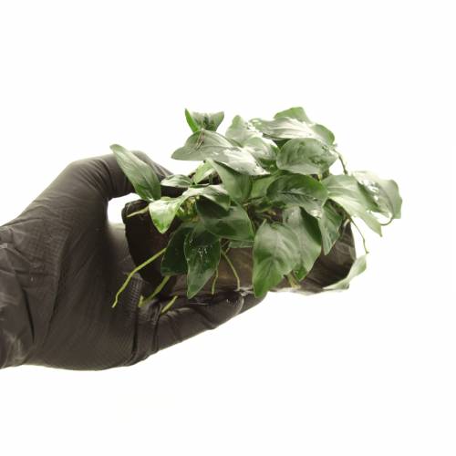 Anubias nana na korzeniu K