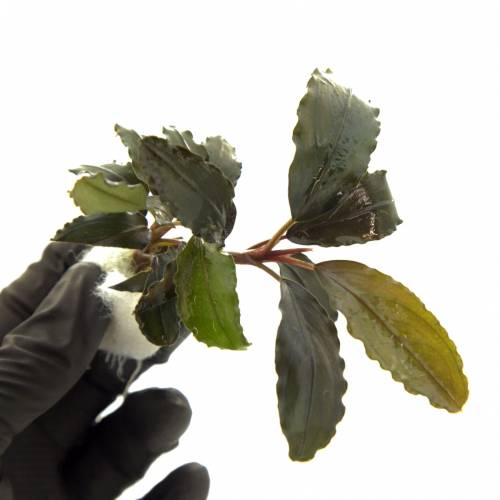 Bucephalandra Mercedes - dwie sadzonki