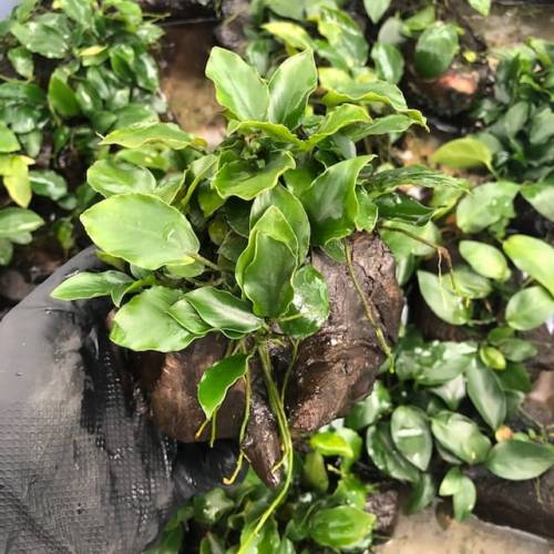 Anubias nana na korzeniu K