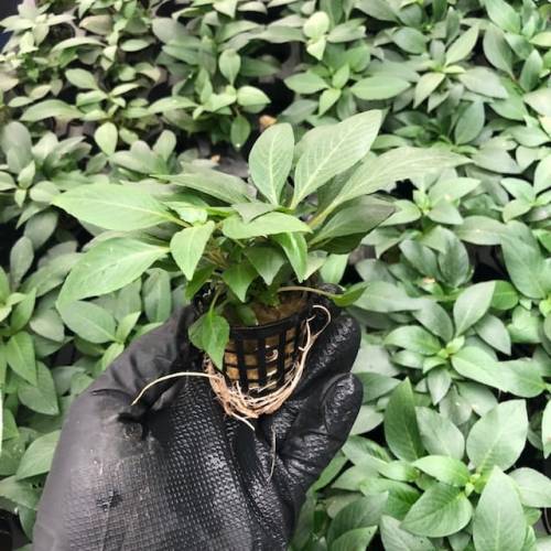 Hygrophila corymbosa compacta