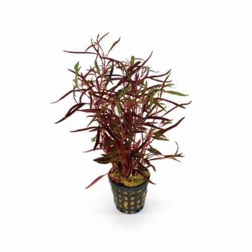 Alternanthera colorata RED - roślina akwariowa - koszyk