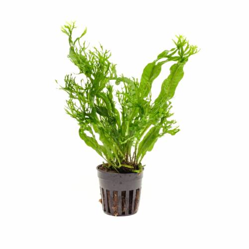 Microsorium Windelov D