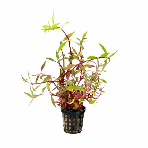 Alternanthera lilacina - roślina akwariowa - koszyk
