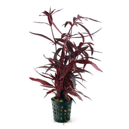 Alternanthera rubra