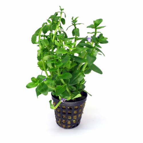 Bacopa crenata - roślina akwariowa - koszyk