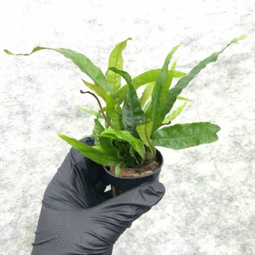 Microsorium pteropus – standard F