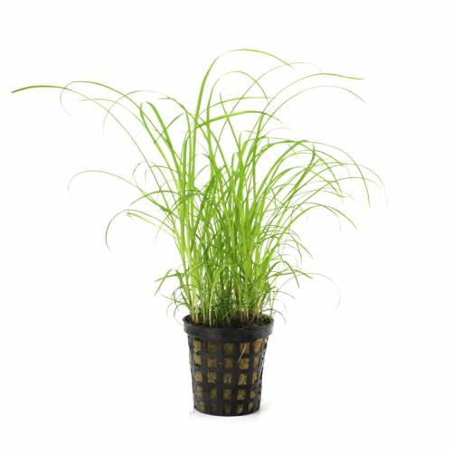 Cyperus