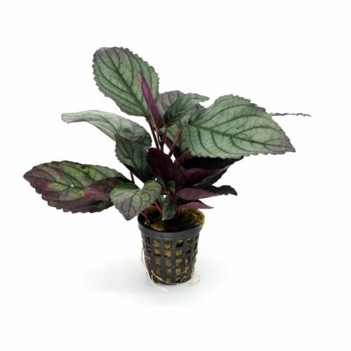Hemigraphis colorata – terrarium