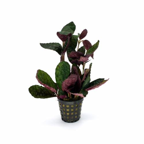 Hemigraphis exotica – terrarium