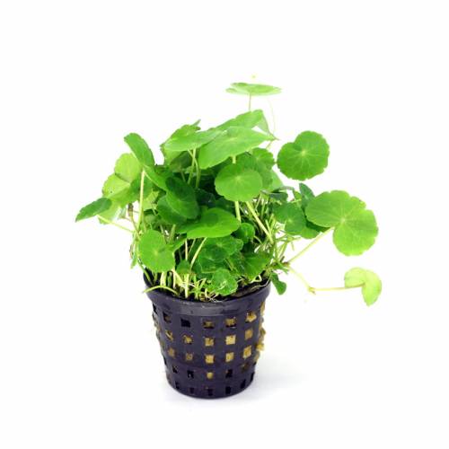 Hydrocotyle leucocephala