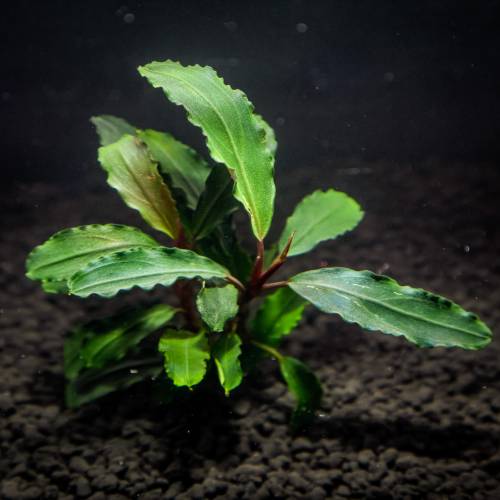 Bucephalandra Mercedes - dwie sadzonki