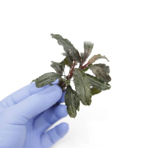 Bucephalandra Mercedes - dwie sadzonki