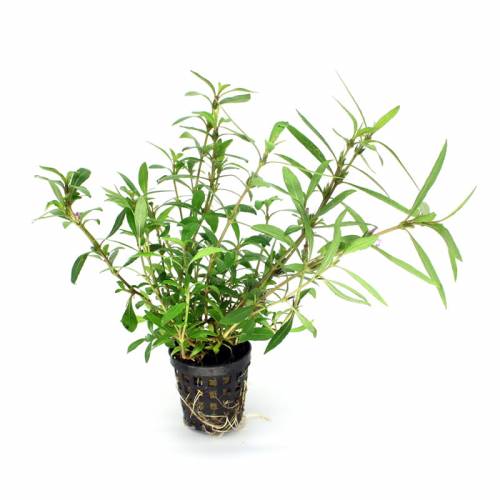 Hygrophila species