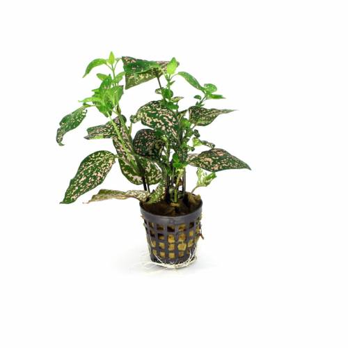 Hypoestes – terrarium