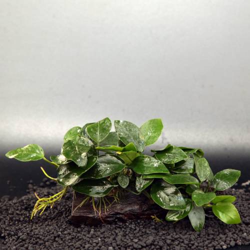 Anubias nana na korzeniu K