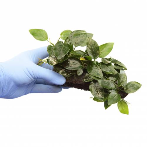 Anubias nana na korzeniu K
