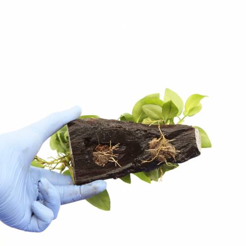 Anubias nana na korzeniu K
