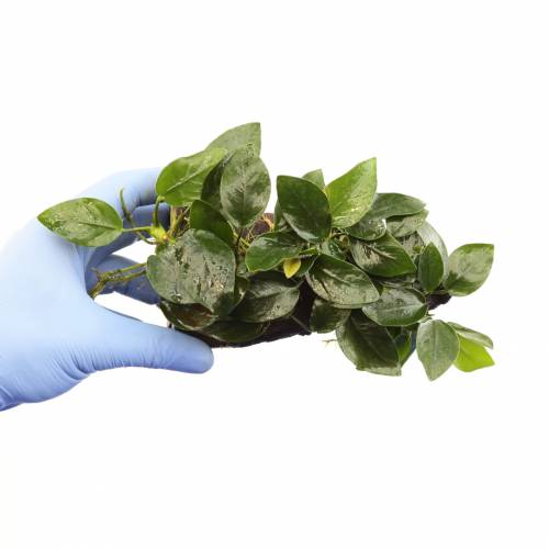 Anubias nana na korzeniu K