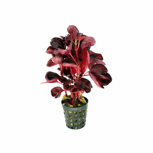 Iresine species Red – terrarium