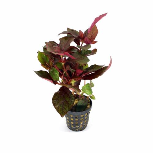 Nomaphilla red-stricta – terrarium