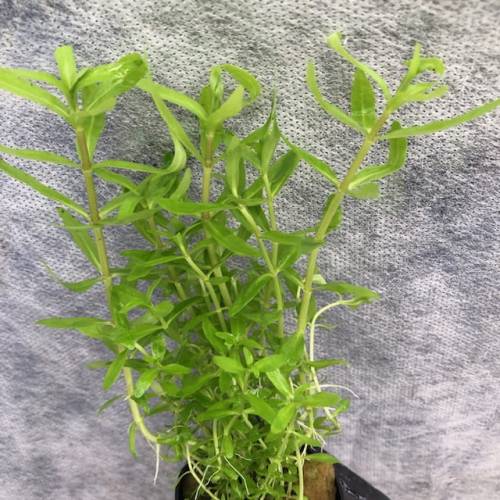 Pogostemon yatabeanus