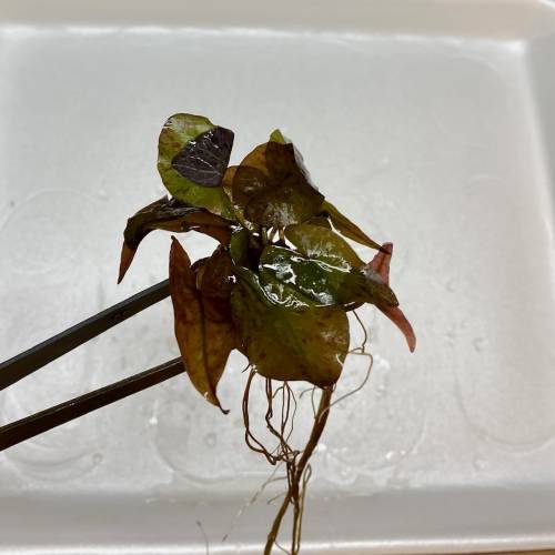Lotos Tygrysi czerwony (Nymphaea Tiger red) Bulwa