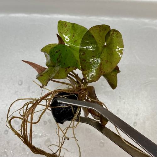 Lotos Tygrysi zielony (Nymphaea Tiger green) Bulwa