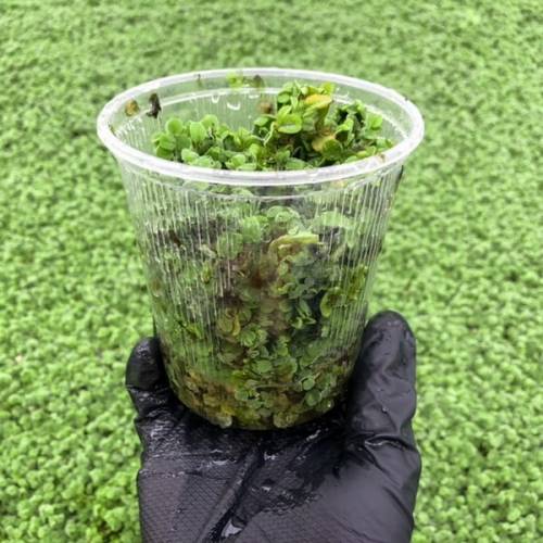 Salwinia Natans op. 400ml