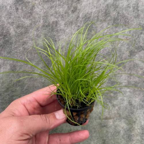 Cyperus