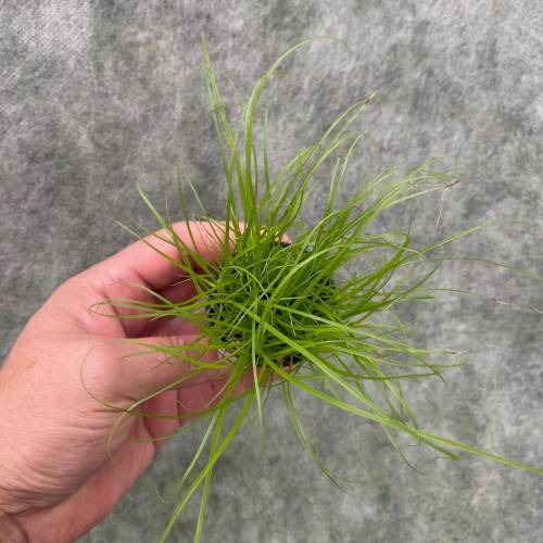 Cyperus