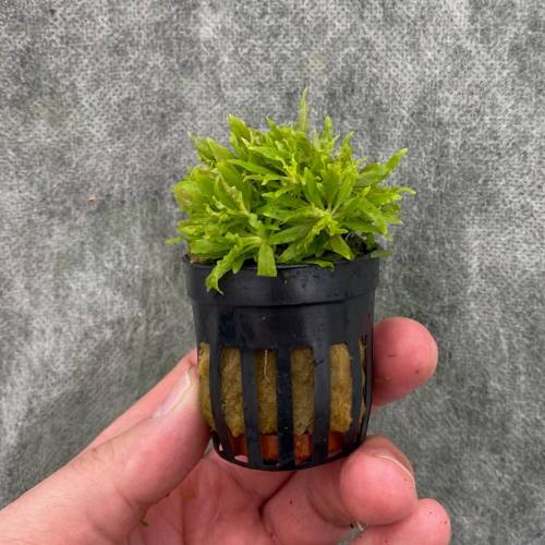 Pogostemon helferi