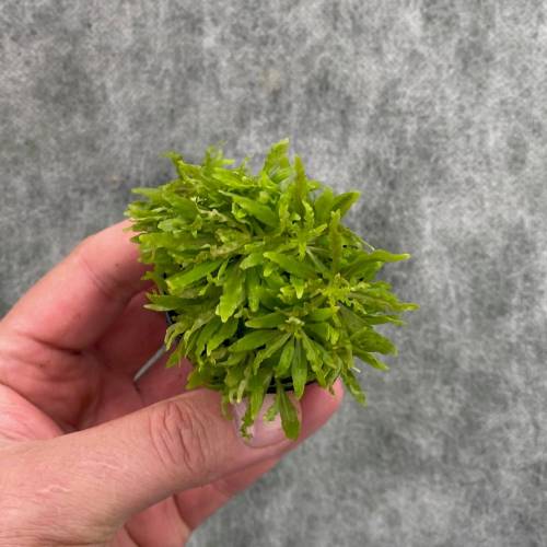 Pogostemon helferi