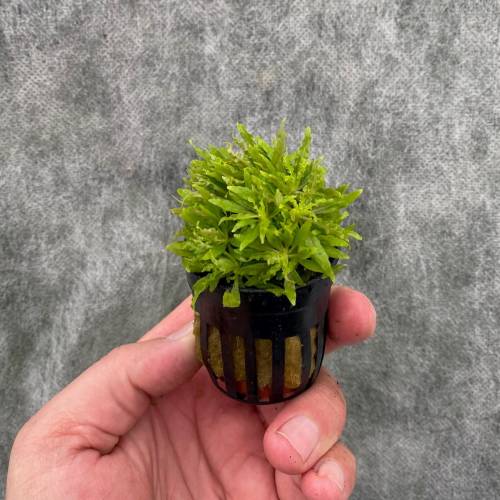 Pogostemon helferi
