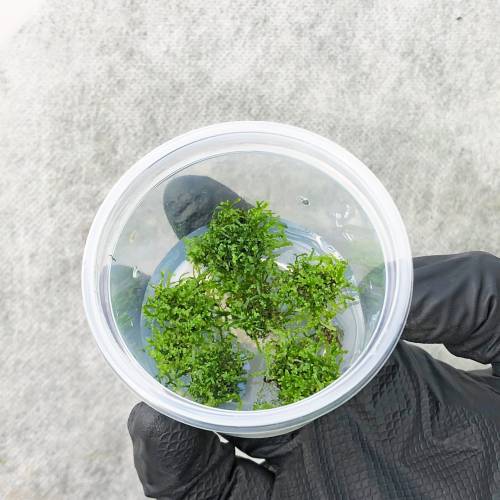 Riccardia Chamedryfolia V