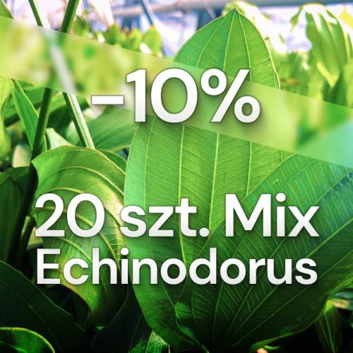 Echinodorus set 20 sztuk