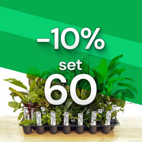 Set 60 - Zestaw  60 szt. roślin akwariowych
