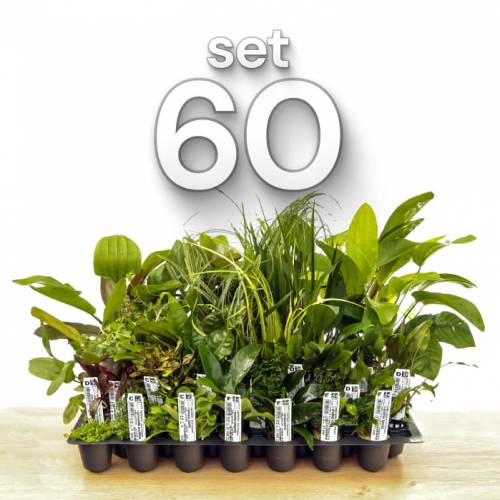 Set 60 - Zestaw  60 szt. roślin akwariowych