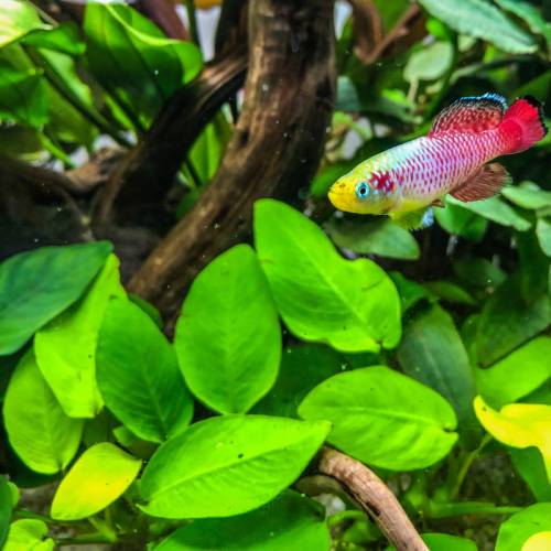 Anubias nana gold F - roślina akwariowa - koszyk