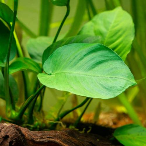 Anubias barteri D - roślina akwariowa - koszyk