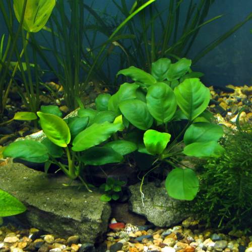 Anubias nana F