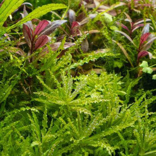 Pogostemon helferi
