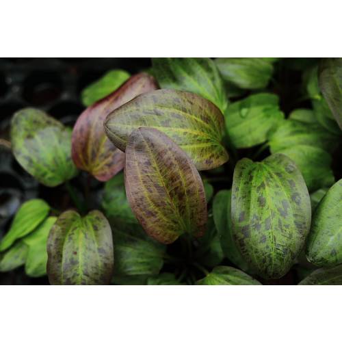 Echinodorus set 20 sztuk