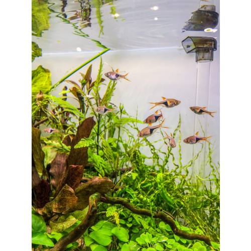 Echinodorus set 20 sztuk